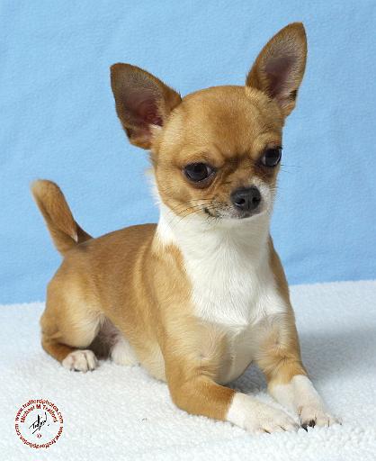 Chihuahua  9W092D-010.JPG